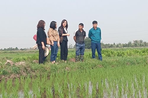 Thái Bình tích tụ được gần 6.000ha đất nông nghiệp phục vụ sản xuất lớn