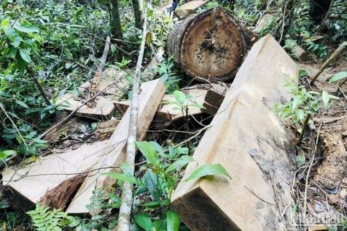 Gia Lai: Khởi tố vụ khai thác rừng trái phép
