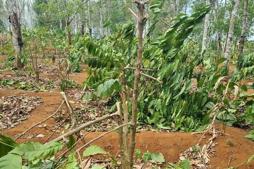 Công an điều tra vụ hơn 1.000 cây cà phê của dân bị chặt phá