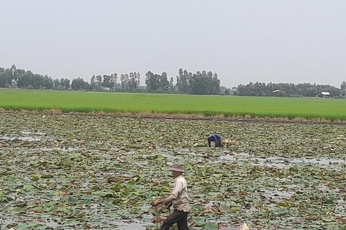 Trồng sen 3 tháng, lấy ngó vài năm