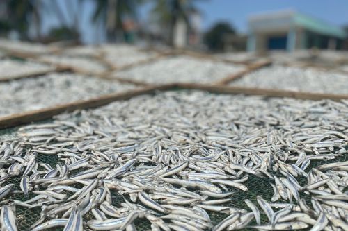 Nghề hấp cá cơm xuất khẩu ở làng chài ven biển Quảng Ngãi