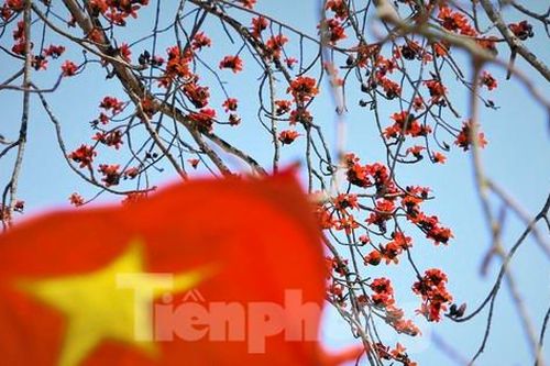 Mê mẩn những cây hoa gạo cổ thụ bung nở như tranh