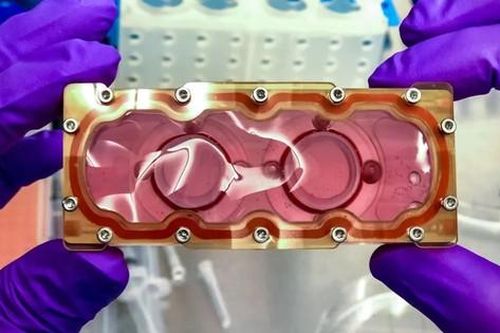 'Trái tim trên con chip' sẽ du hành vào vũ trụ trên tàu Dragon của SpaceX tối nay