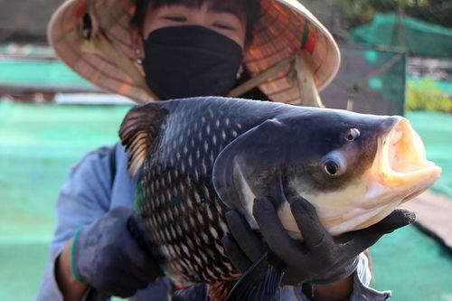 'Thủy quái' nặng chục kg bơi đầy ao, người phụ nữ miền Tây thu bộn tiền