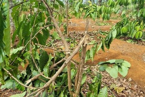 Gia Lai: Điều tra, xác minh vụ chặt phá vườn càphê của người dân