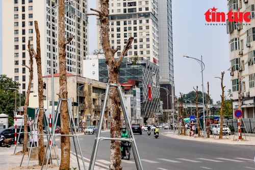 Hà Nội: Hàng loạt cây nghi chết khô trên đường Huỳnh Thúc Kháng kéo dài