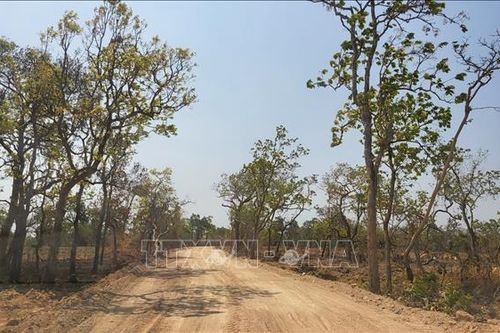 Gia Lai: Yêu cầu kiểm tra, chấn chỉnh vụ tự ý làm đường trong rừng sản xuất