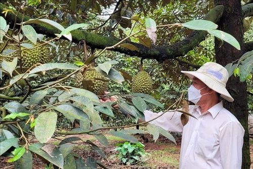 5 vùng trồng sầu riêng của Bà Rịa - Vũng Tàu được cấp mã vùng