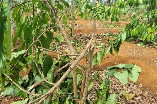 Gia Lai: Điều tra vụ chặt phá 1.000 cây cà phê của người dân