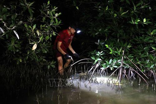 Tán rừng đước Cà Mau - 'cái nôi' của Nhiếp ảnh - Điện ảnh khu vực Tây Nam Bộ