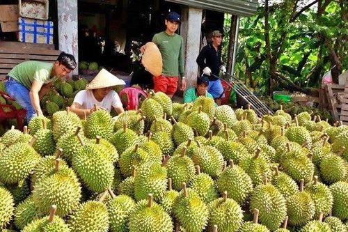 Cảnh báo 'vỡ quy hoạch' đối với sầu riêng khi nông dân trồng tự phát