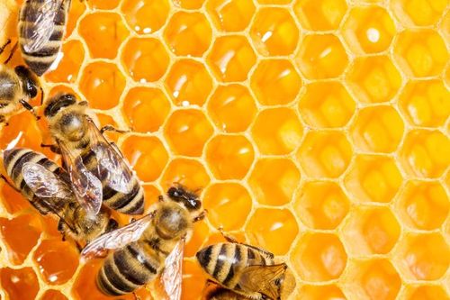 Tác dụng tuyệt vời của keo ong với sức khỏe