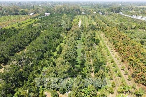 Hậu quả khó lường khi phát triển 'nóng' sầu riêng