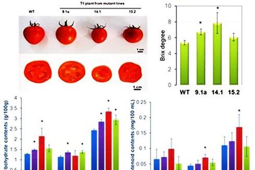 Ứng dụng thành công công nghệ chỉnh sửa gene trong cải tạo giống cây trồng