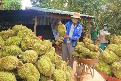 Sầu riêng Việt Nam đâu phải 'một mình một chợ', cứ trồng là bán được giá
