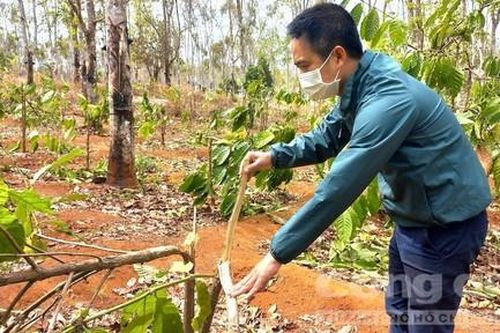 Điều tra vụ hơn 1.000 cây cà phê của 9 hộ dân bị chặt phá