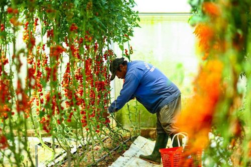 'Giải vây' nạn nhà kính cho Đà Lạt