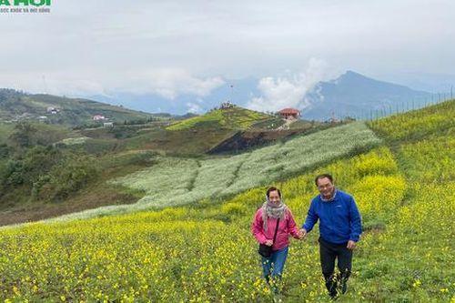 Say đắm với vẻ đẹp của vườn hoa cải vàng ở Na Hang -Tuyên Quang