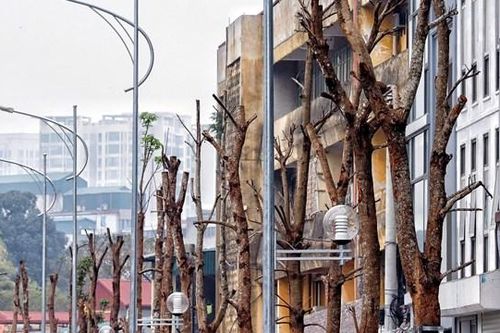 Hà Nội: Loạt cây xanh có dấu hiệu chết khô trên tuyến đường trăm tỷ mới được khai thác