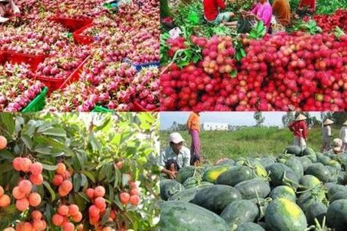 Nông sản xuất khẩu sang Trung Quốc tăng mạnh