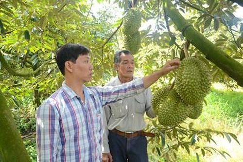 Tiền Giang lo 'vỡ trận' sầu riêng