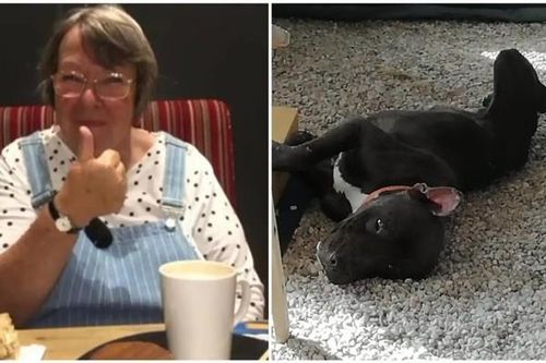 'Cưu mang' chó hoang, cụ bà bị chó pitbull tấn công tử vong