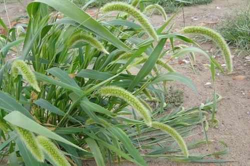 'Cỏ đuôi chó' là bảo bối, giúp bạn giải 6 vấn đề này