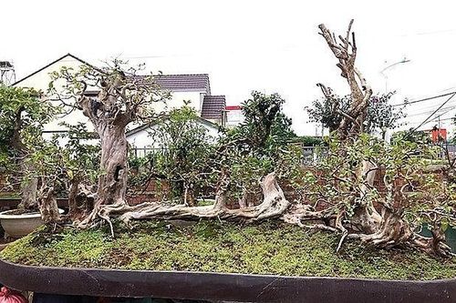 Chiêm ngưỡng ổi cổ thụ 'kỳ quái' khiến đại gia mê mệt