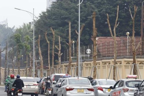 Hà Nội: Hàng loạt cây xanh có dấu hiệu khô héo trên tuyến đường hơn 300 tỷ đồng