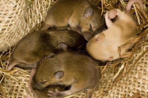 Các nhà khoa học tạo ra chuột từ hai con đực