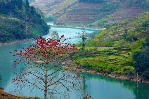 Sắc hoa tháng 3 trên cao nguyên đá