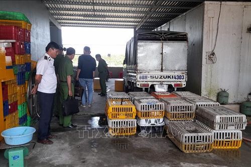 Phát hiện số lượng lớn mèo không rõ nguồn gốc