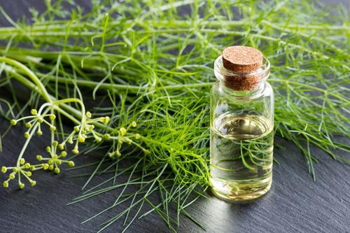 Cách sử dụng tinh dầu thì là