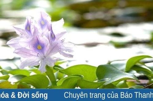 Trôi theo thảm hoa...