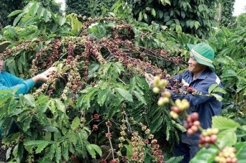 Nestlé được ghi nhận về nỗ lực bảo vệ rừng