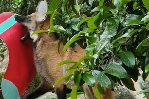 Hy hữu một gia đình nuôi nhầm sói quý hiếm