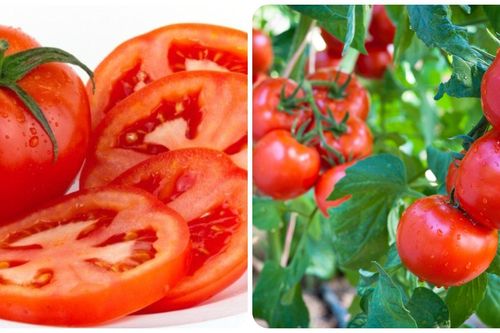Những người không nên ăn cà chua