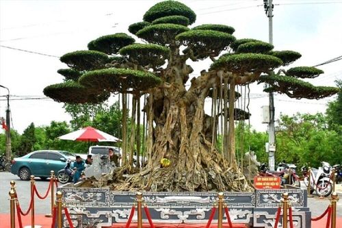 Mãn nhãn dàn siêu cây cảnh trăm tỷ gây xôn xao thị trường