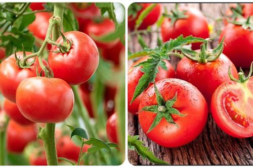 Tác dụng của cà chua đối với sức khỏe