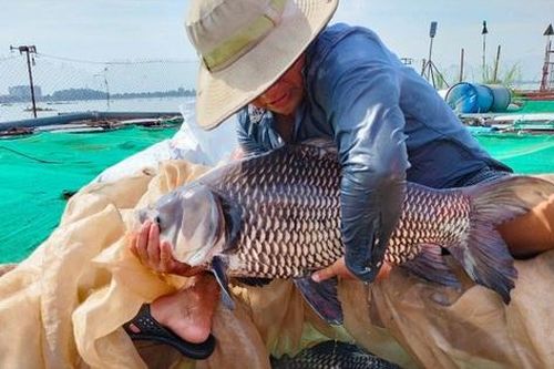 Cô giáo mầm non nghỉ việc về nuôi 'thủy quái' sông Mekong