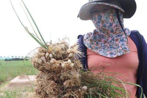Nhận diện tỏi nhập lậu giả mạo tỏi trong nước
