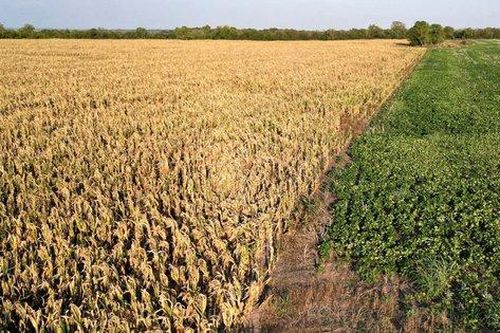 Đợt nóng kỷ lục kéo dài chưa từng thấy ở Argentina