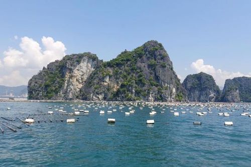 Bảo kê nuôi trồng thủy sản trên vịnh Bái Tử Long, Chủ tịch phường bị bắt