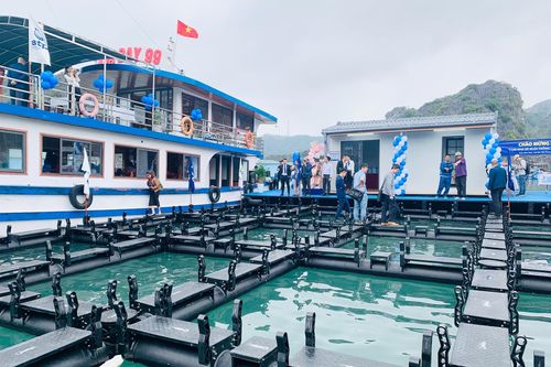 Hạ thủy cụm lồng bè nuôi trồng thủy sản kiểu mới đầu tiên trên biển Cát Bà