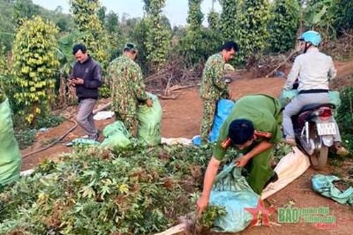 Trung đoàn 726 phối hợp phát hiện một vụ trồng cần sa trái phép