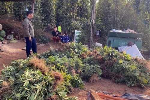 Phát hiện vụ trồng, sơ chế cần sa quy mô lớn tại khu vực biên giới