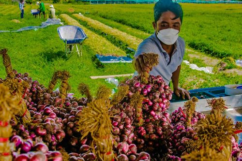 Xuất khẩu hành, tỏi sang Trung Quốc tăng đột biến 19.935%