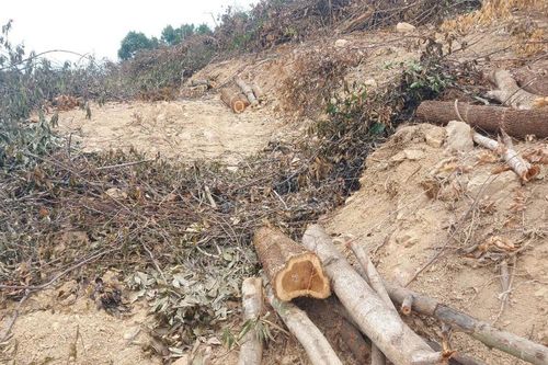 UBND tỉnh Nghệ An chỉ đạo xử lý nghiêm vụ phá rừng, hành hung cán bộ