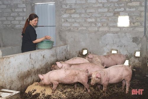 Lộc Hà thí điểm mô hình chăn nuôi lợn hữu cơ