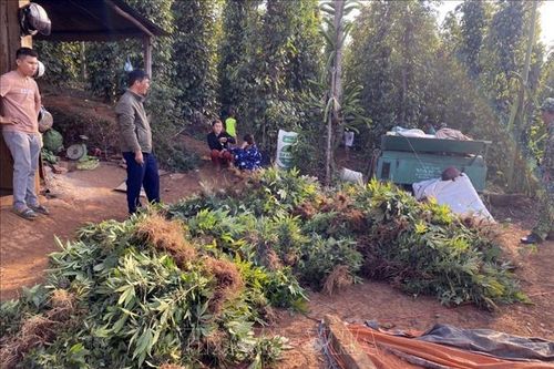 Đắk Nông: Phát hiện vụ trồng, sơ chế cần sa quy mô lớn tại xã Quảng Trực